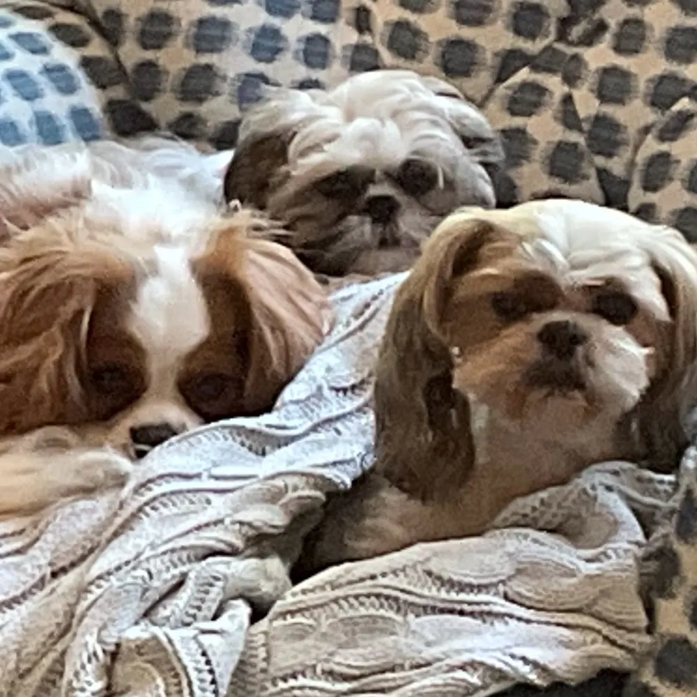 ncgirl-voteblue.bsky.social's profile picture