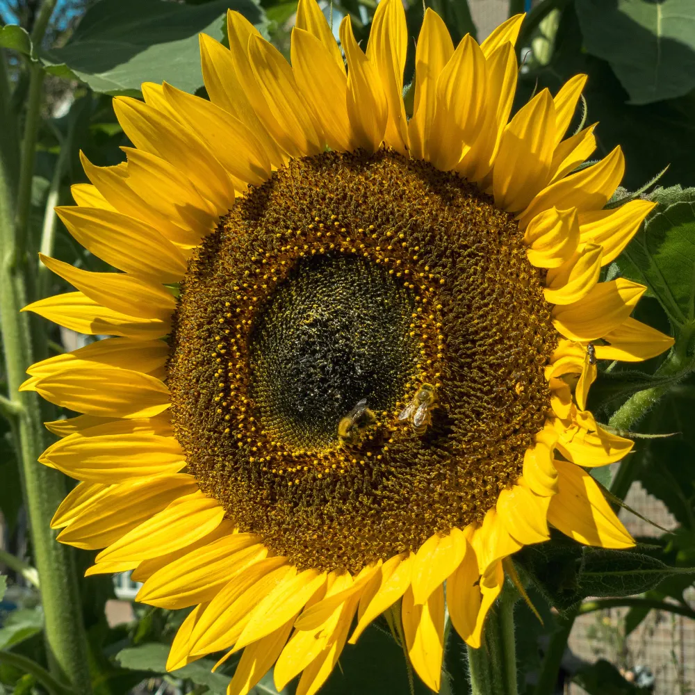 hkeijser.bsky.social's profile picture