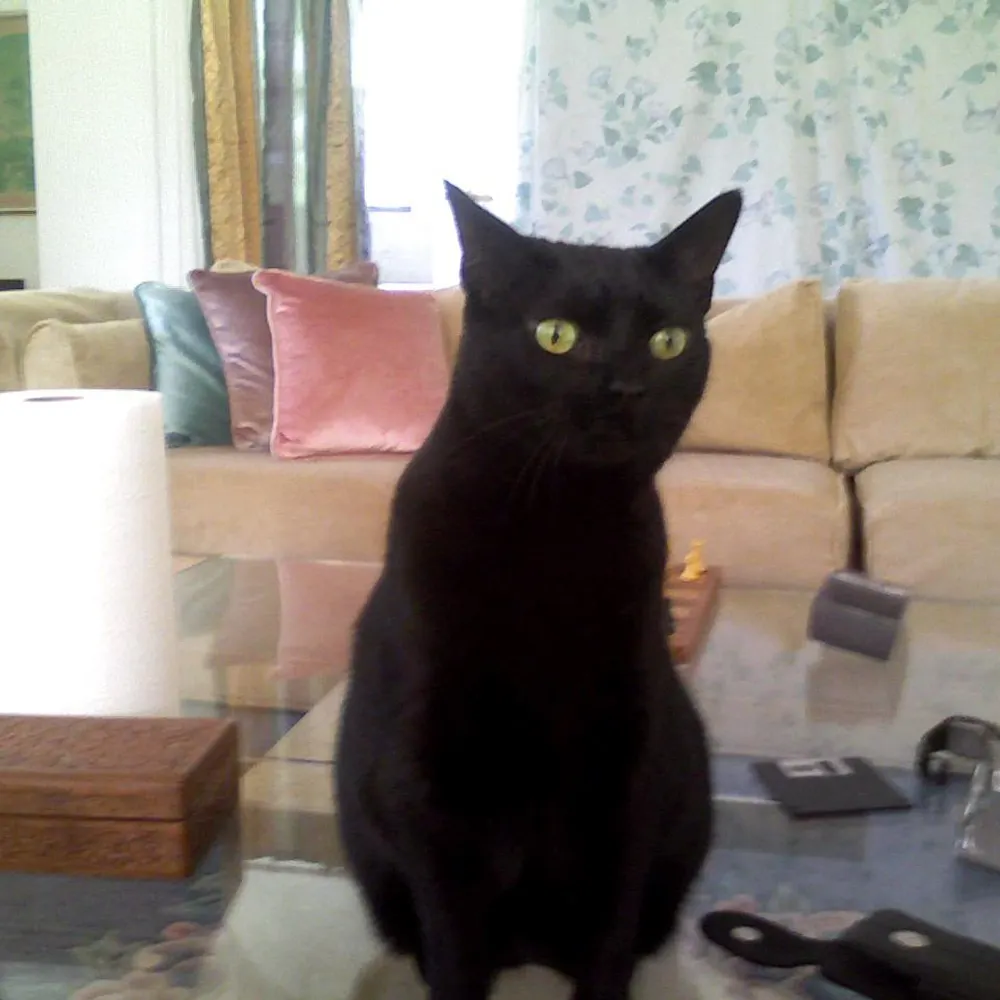 sharkmeister77.bsky.social's profile picture