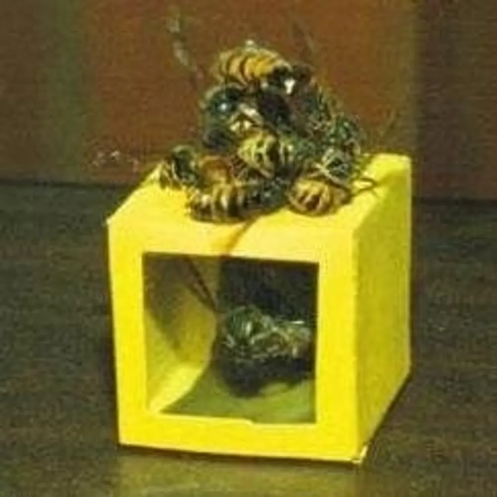 waspbox.bsky.social's profile picture