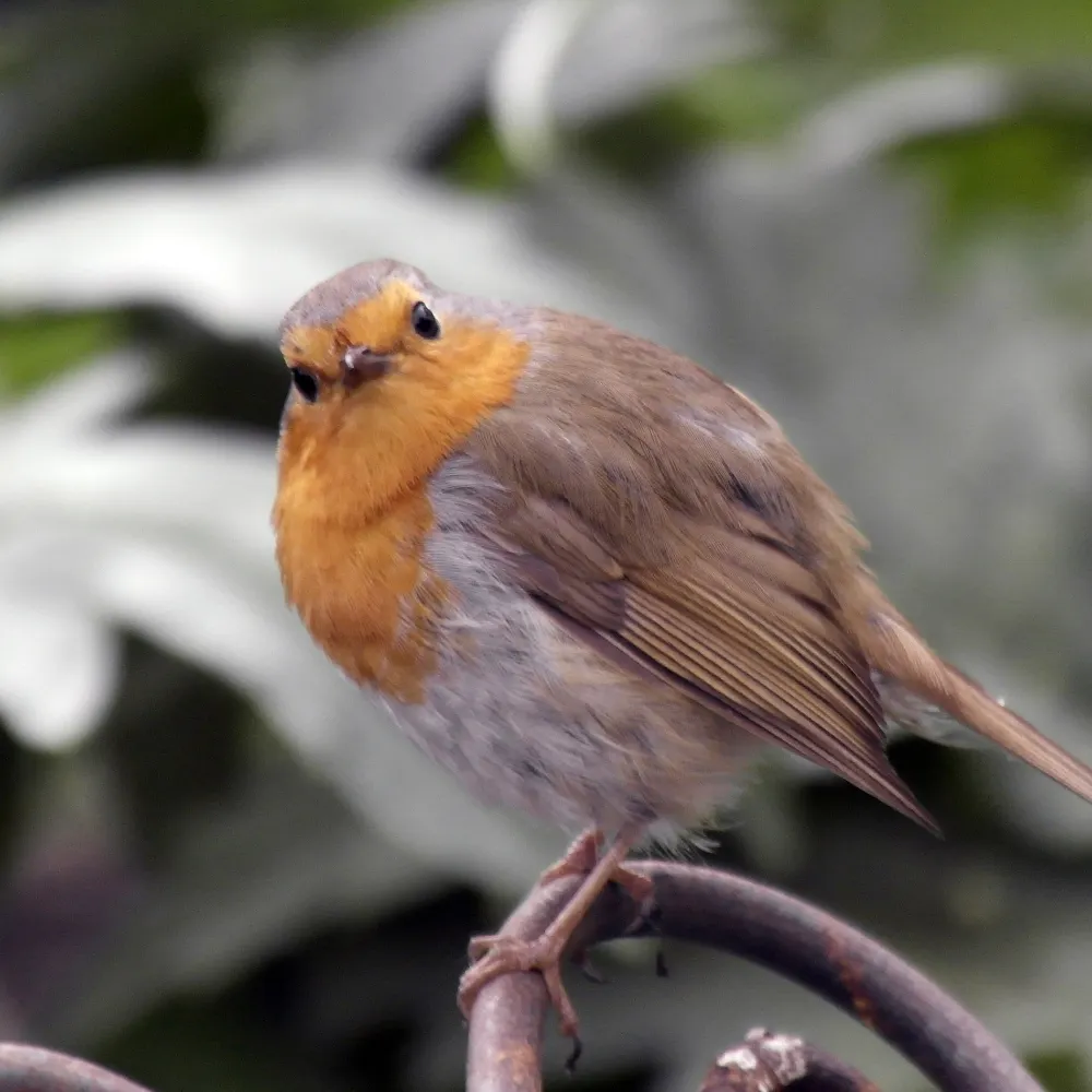 curiousrobin.bsky.social's profile picture