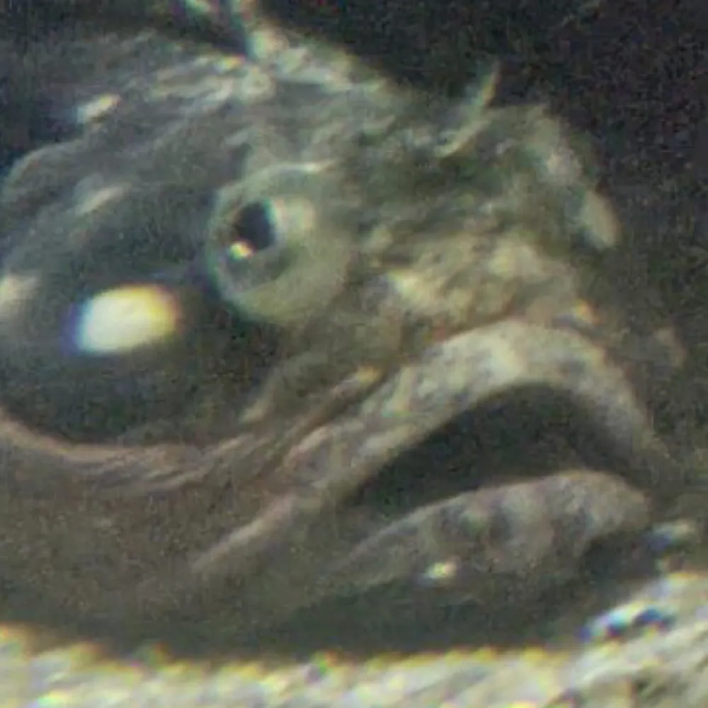 reeltimes.bsky.social's profile picture