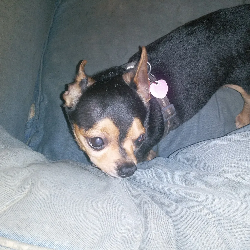 mrsilverwolfsp.bsky.social's profile picture