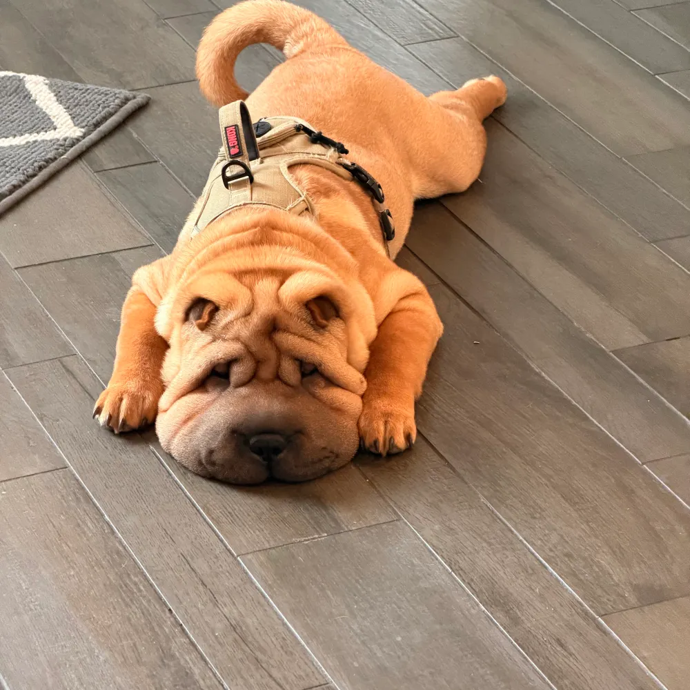 elletwo.bsky.social's profile picture