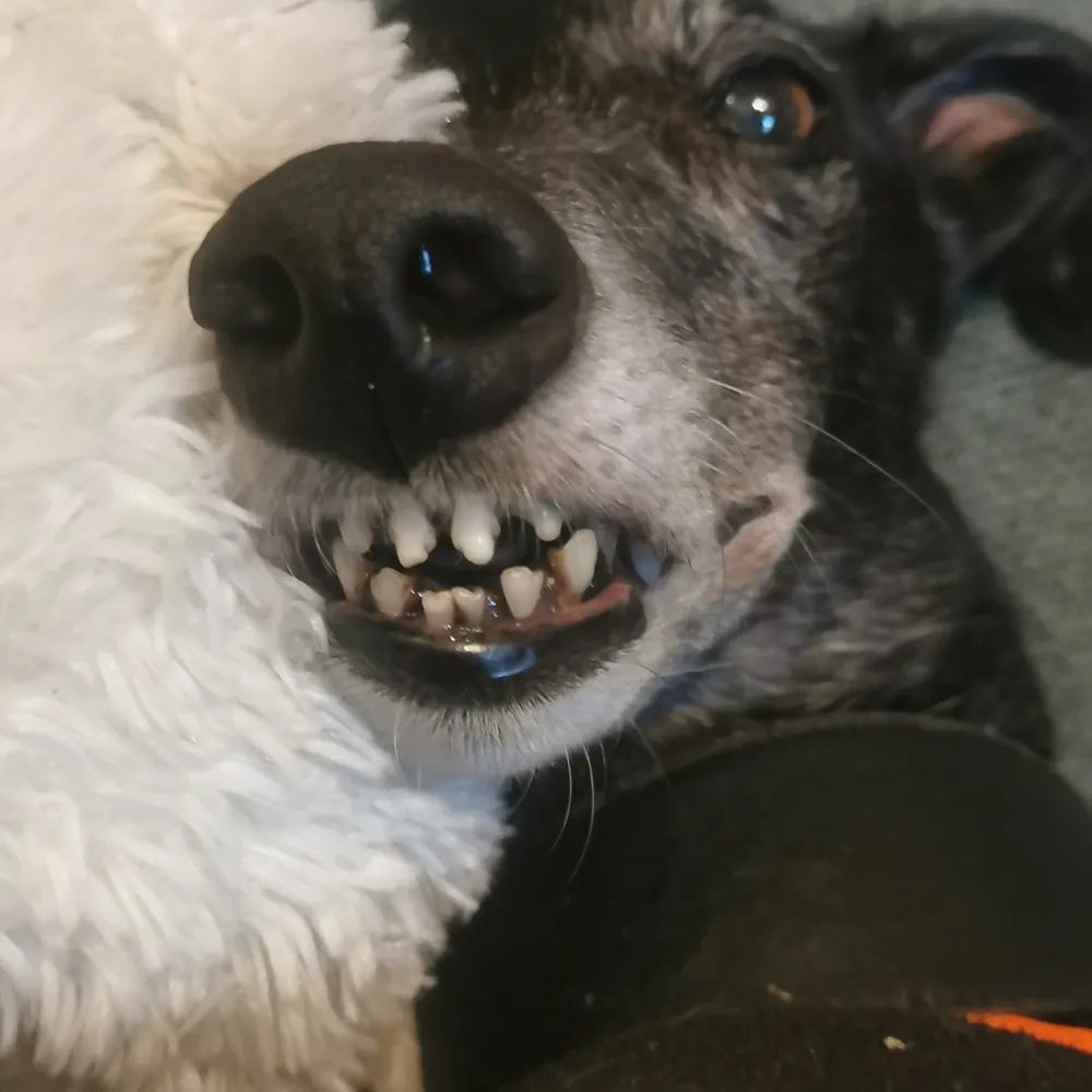 semtexsue.bsky.social's profile picture