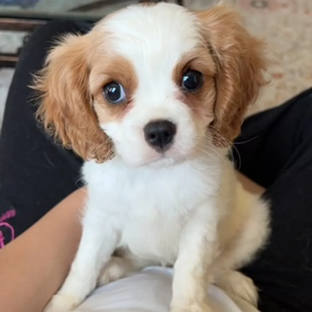 cavmom.bsky.social's profile picture