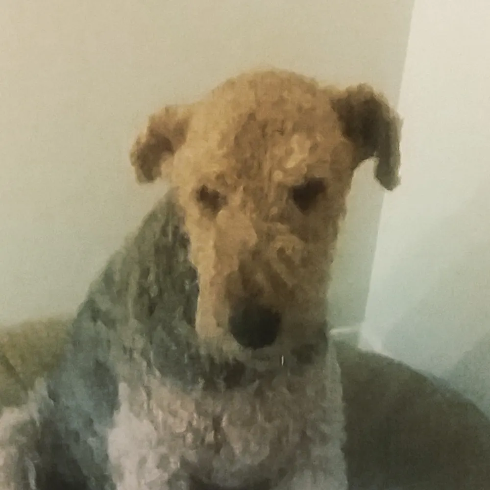 loverofdogs.bsky.social's profile picture