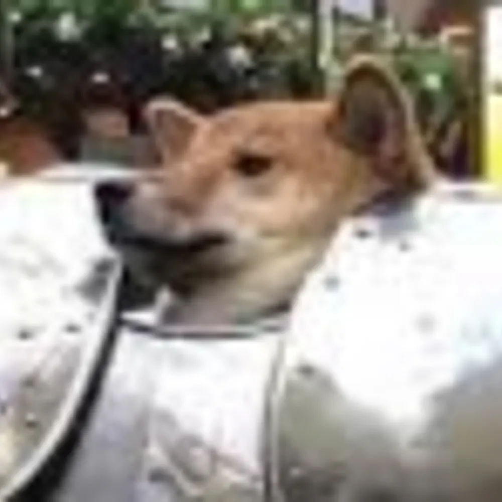 bigbuppo365.bsky.social's profile picture