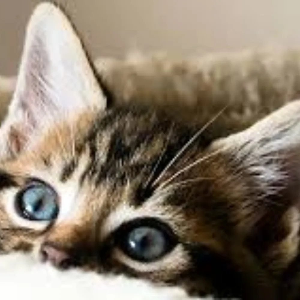 slackbastard.bsky.social's profile picture