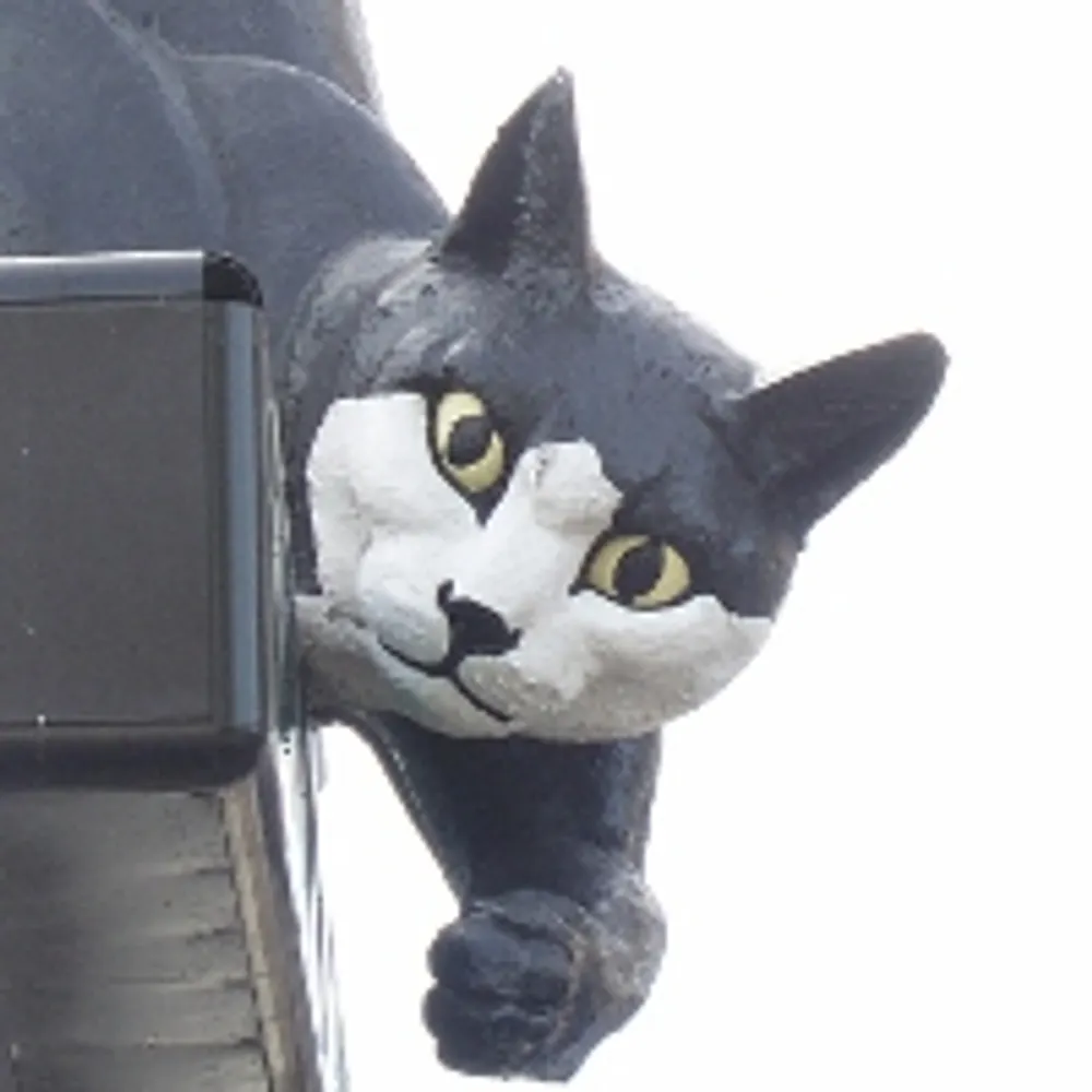 catfordcat.bsky.social's profile picture