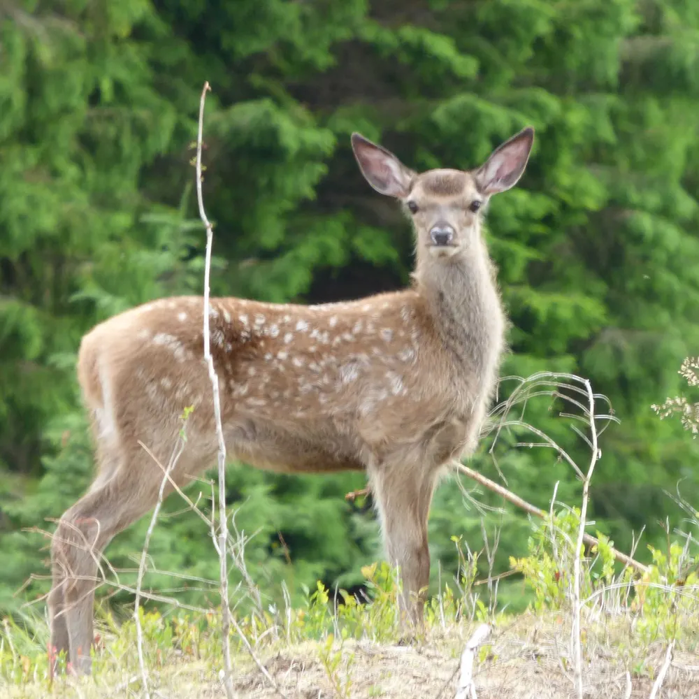 rabben.bsky.social's profile picture