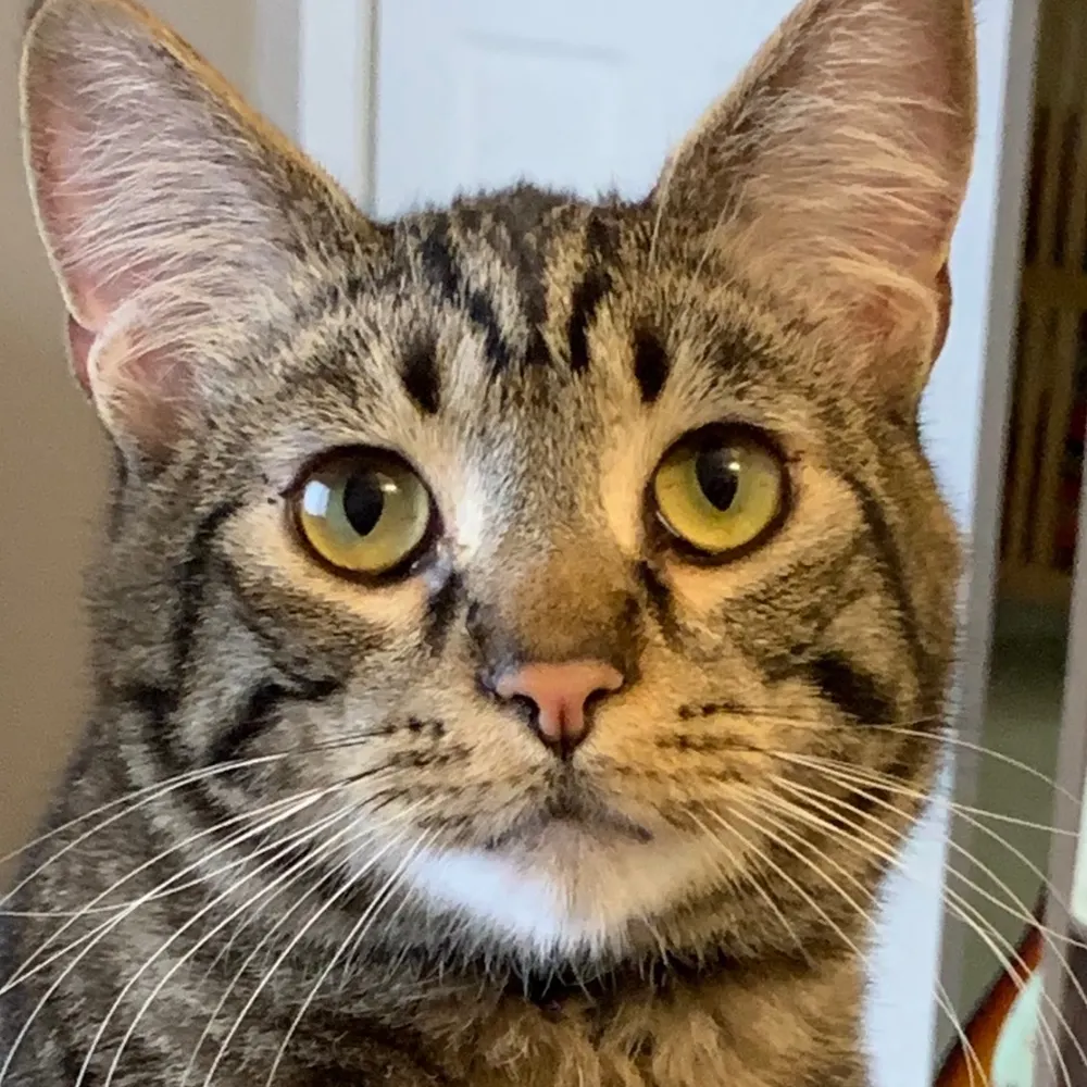 itsgorain.bsky.social's profile picture