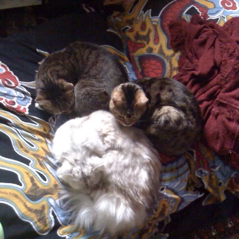 wachkatze1.eurosky.social's profile picture