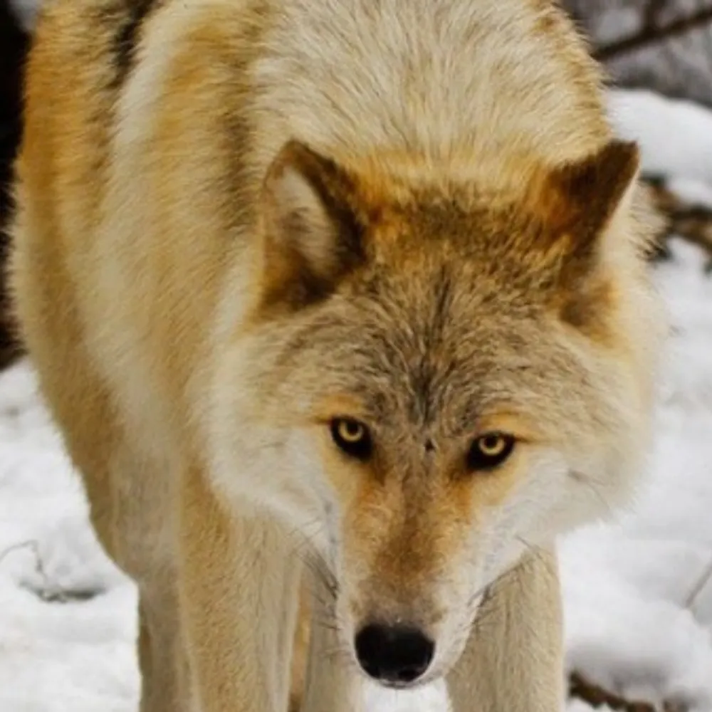 sandywolf.bsky.social's profile picture