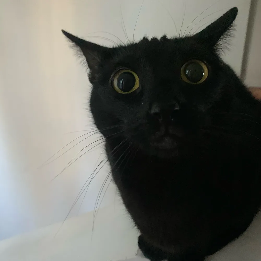 juliafnp.bsky.social's profile picture