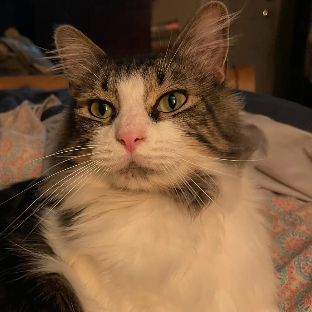 browne3pack.bsky.social's profile picture