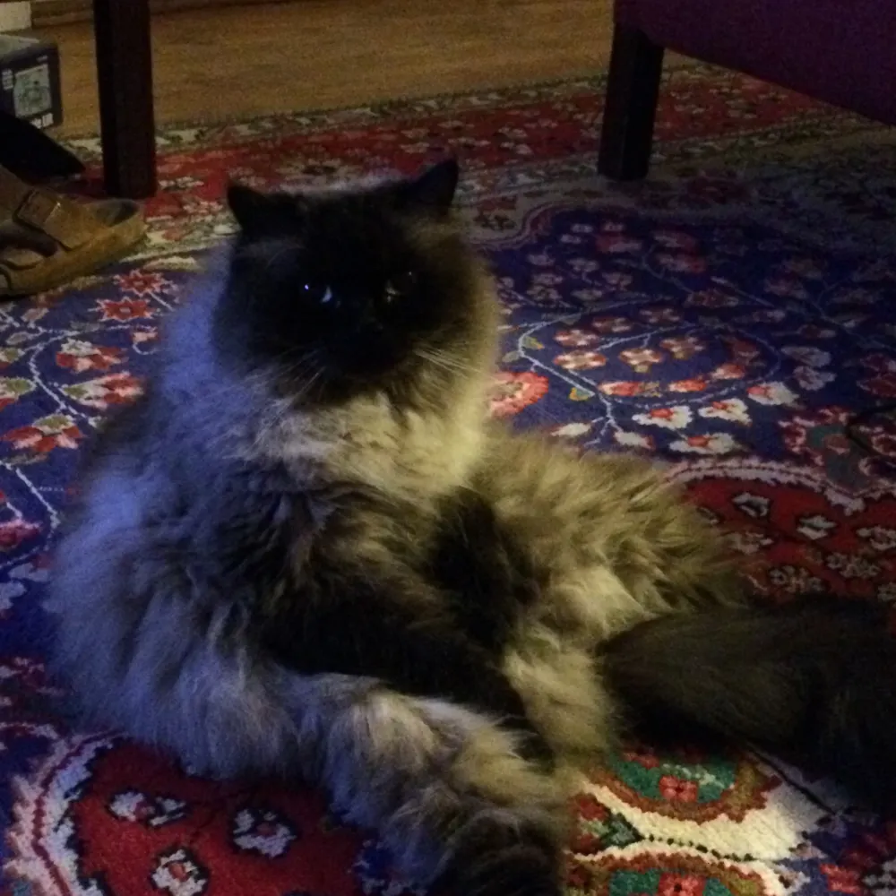 wpieper.bsky.social's profile picture