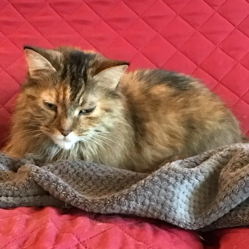 pasca1.bsky.social's profile picture