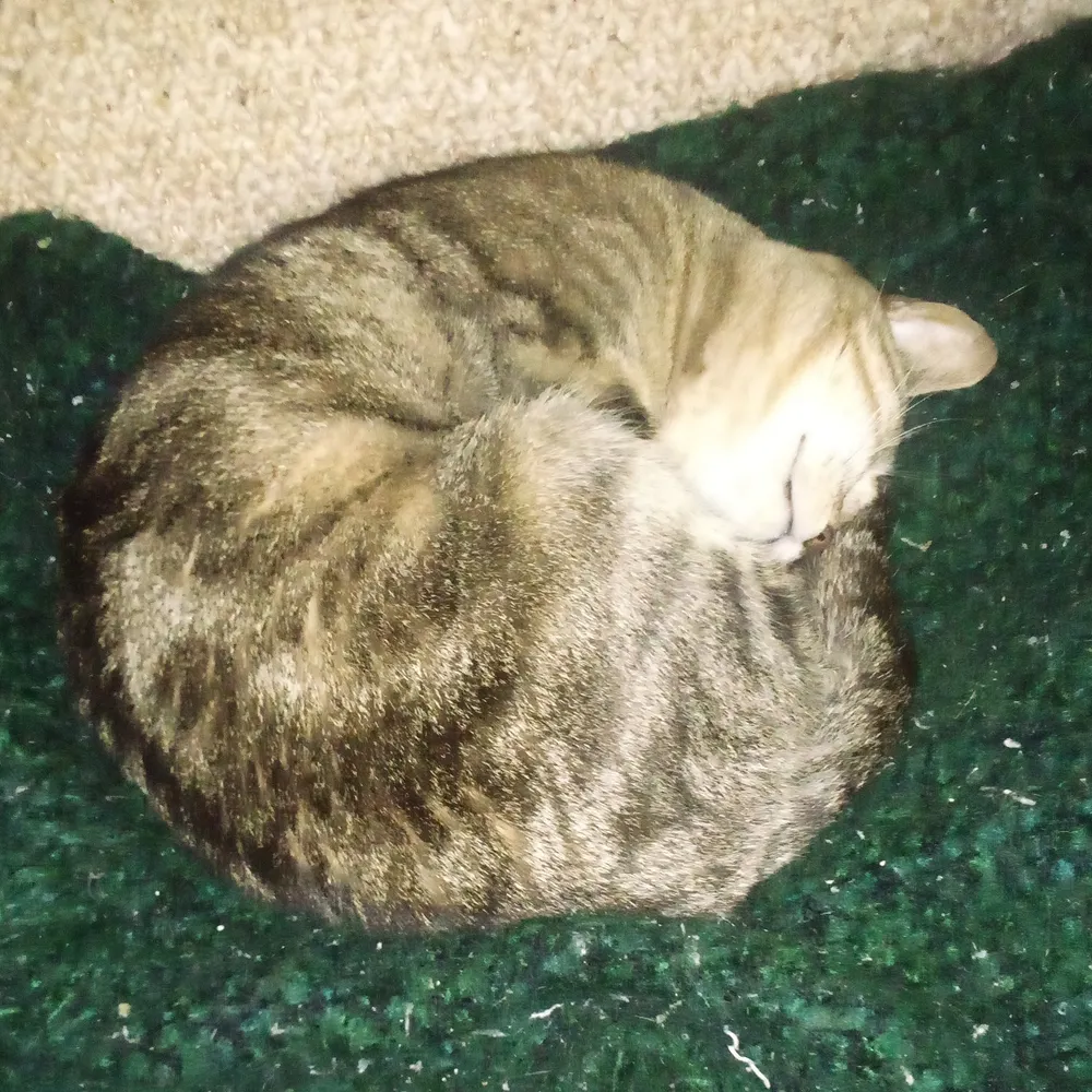 meowingstar.bsky.social's profile picture