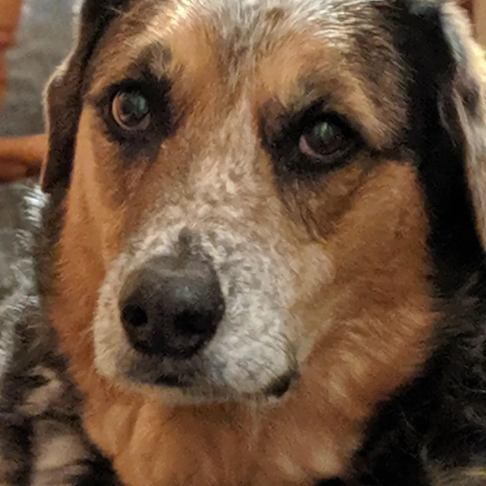 dogmama95.bsky.social's profile picture