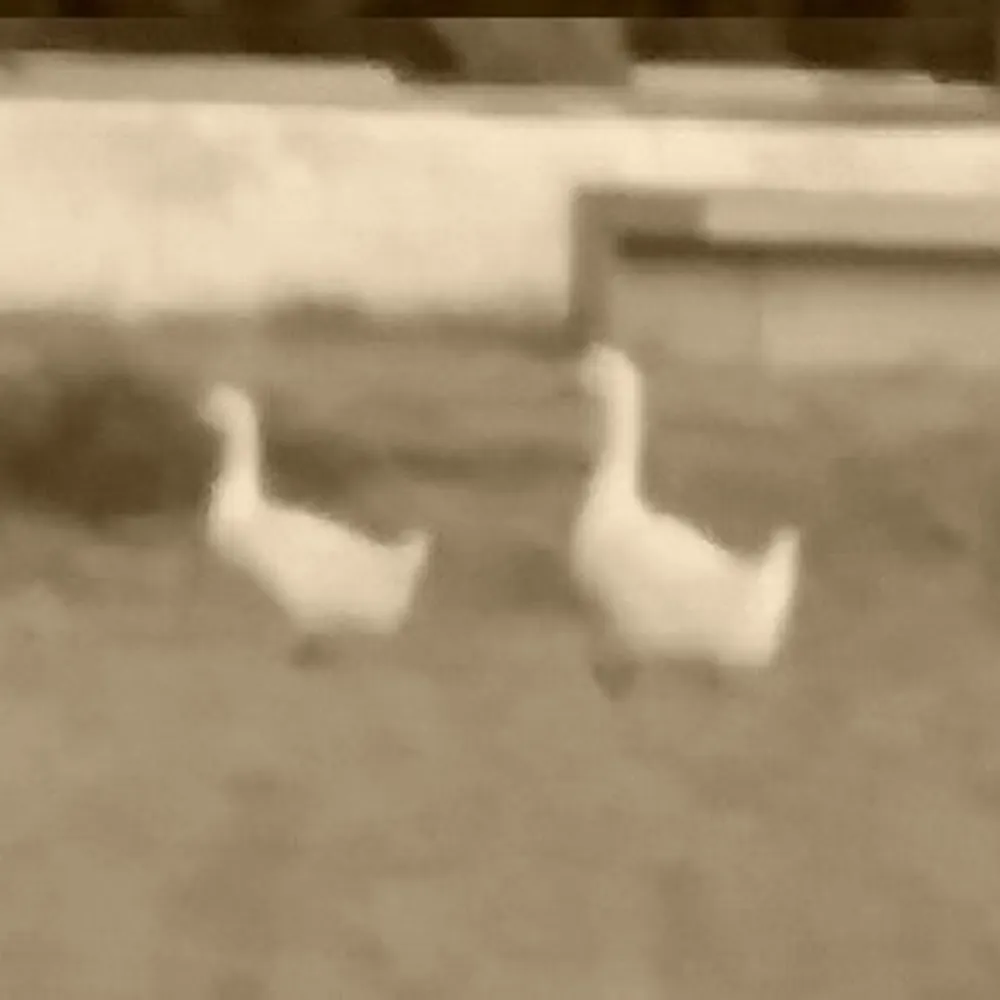 discretionary-duck.bsky.social's profile picture