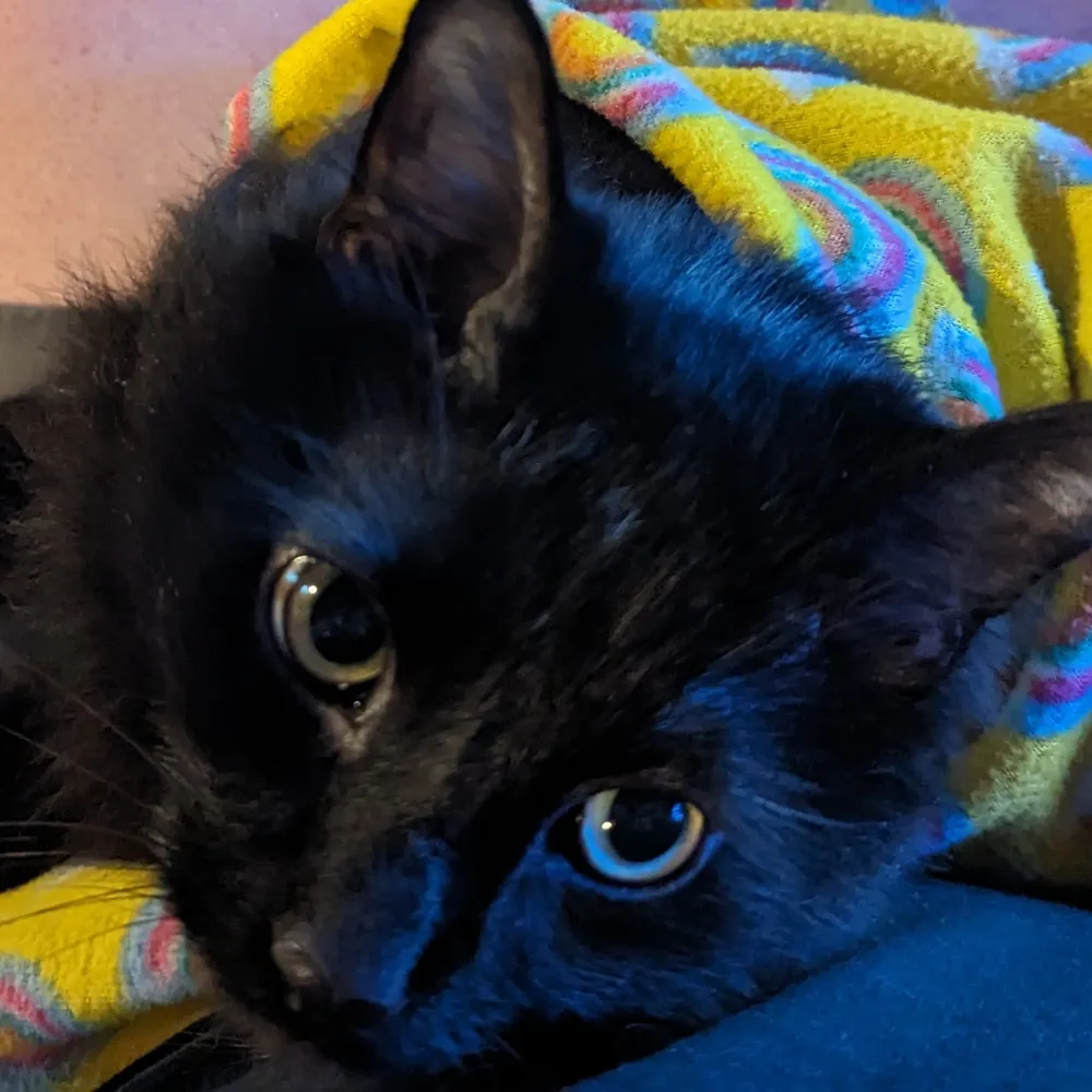 raycearcher.bsky.social's profile picture