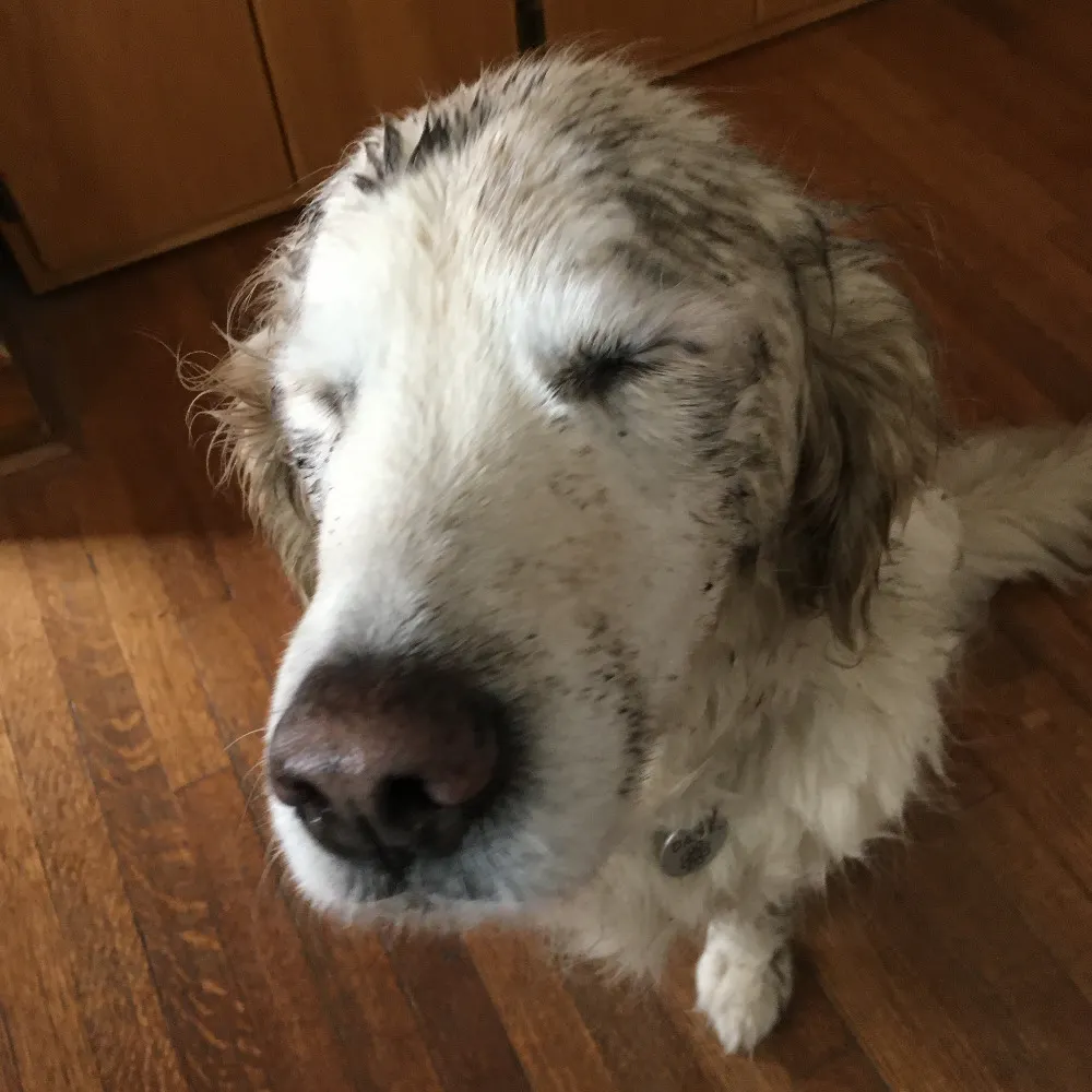 lliizz.bsky.social's profile picture