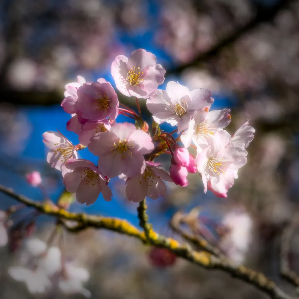 empressem.bsky.social's profile picture