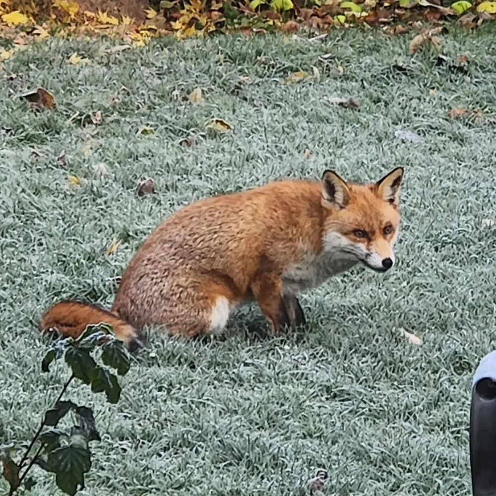 shortbreadfairy.bsky.social's profile picture