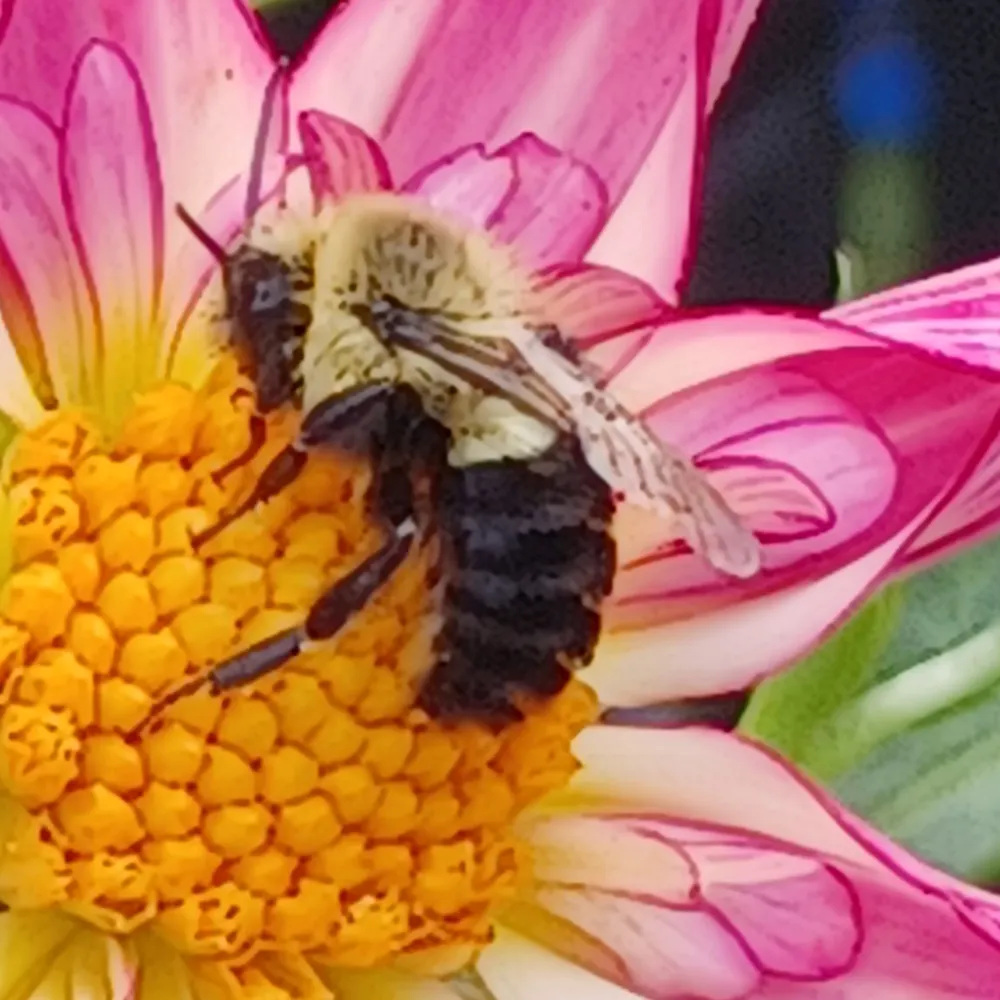 janxd.bsky.social's profile picture