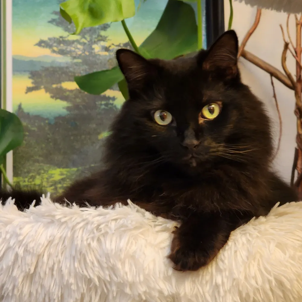 junipersbird.bsky.social's profile picture