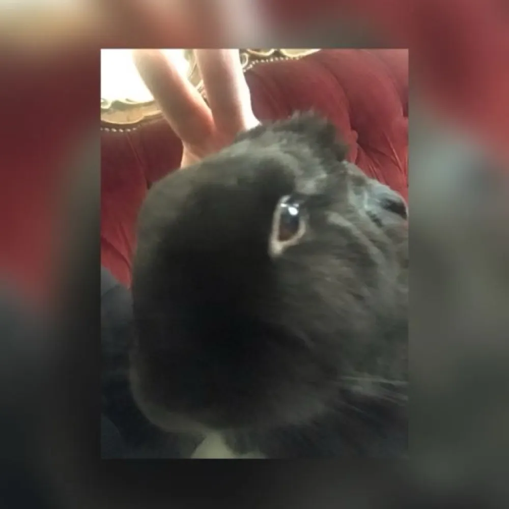 viriconia.bsky.social's profile picture