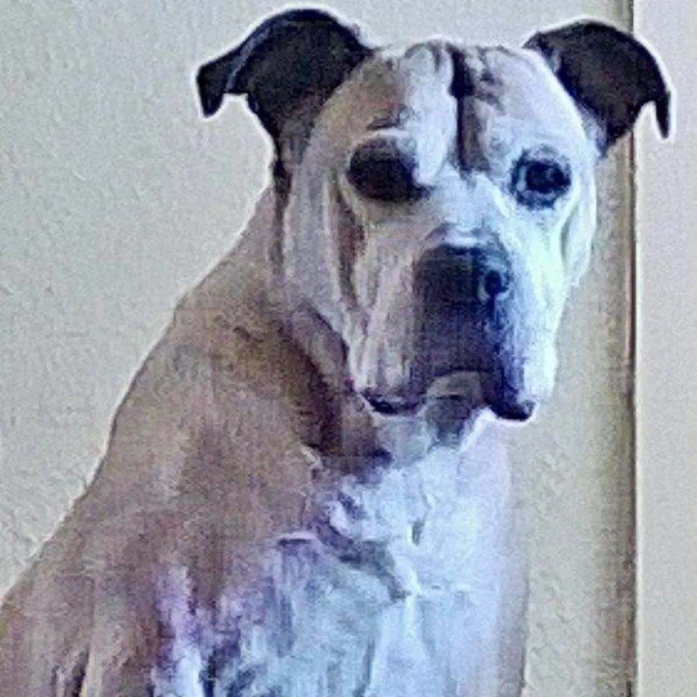 theyorkie1970.bsky.social's profile picture