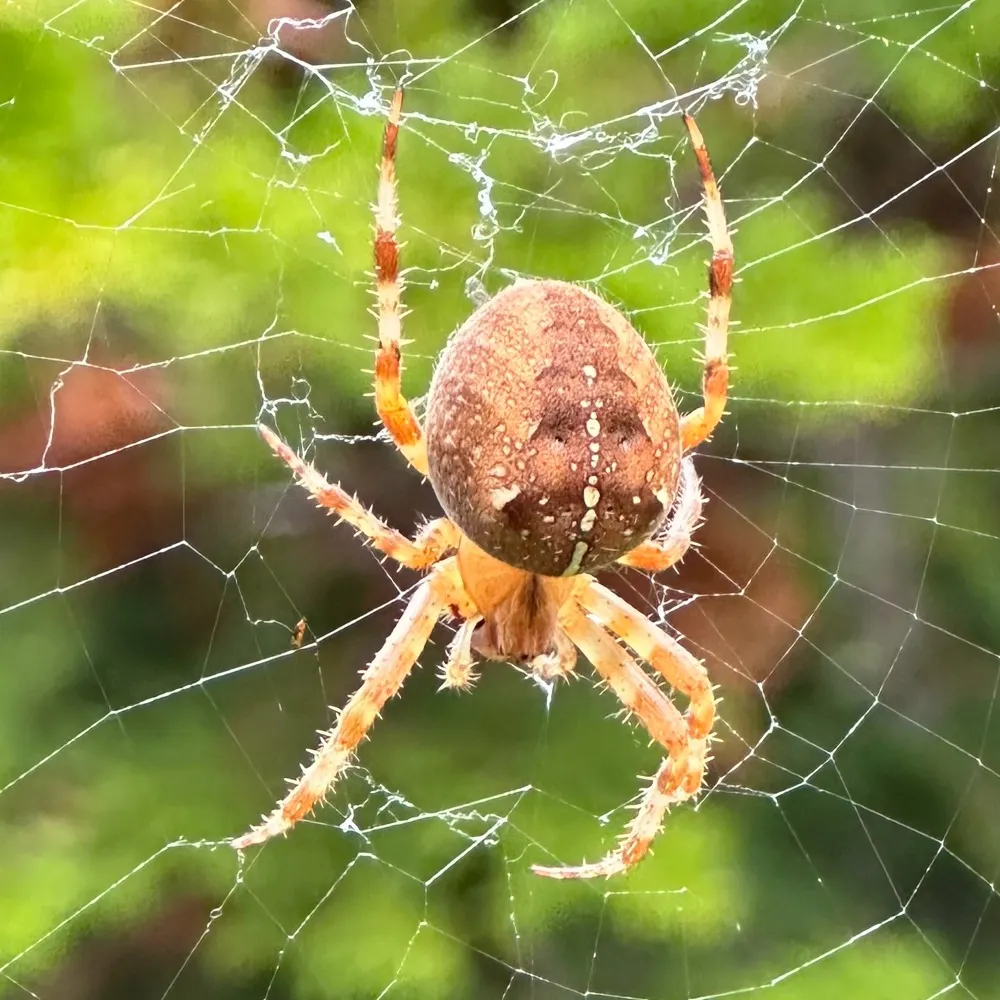 randygicker.bsky.social's profile picture