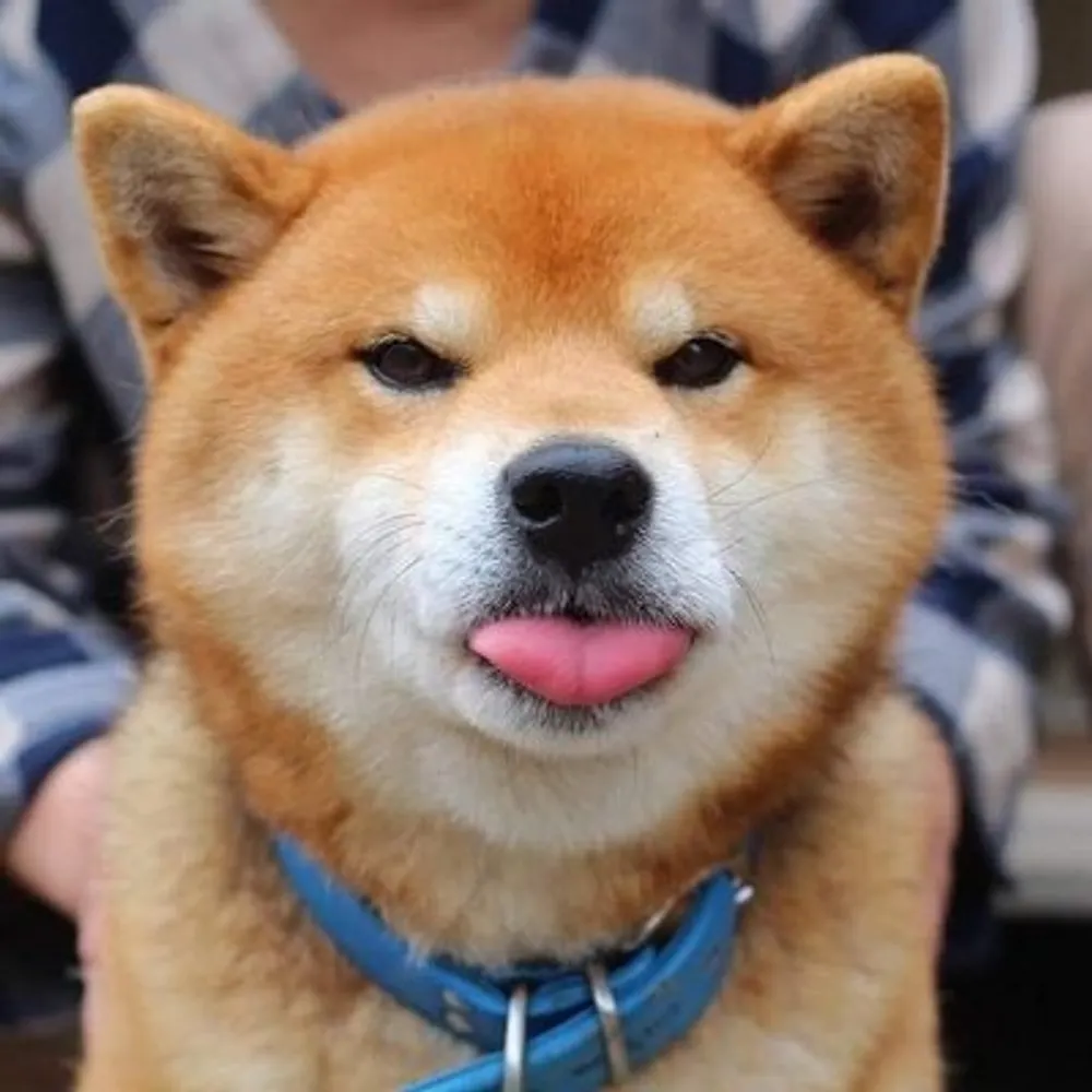 shibes.lol's profile picture