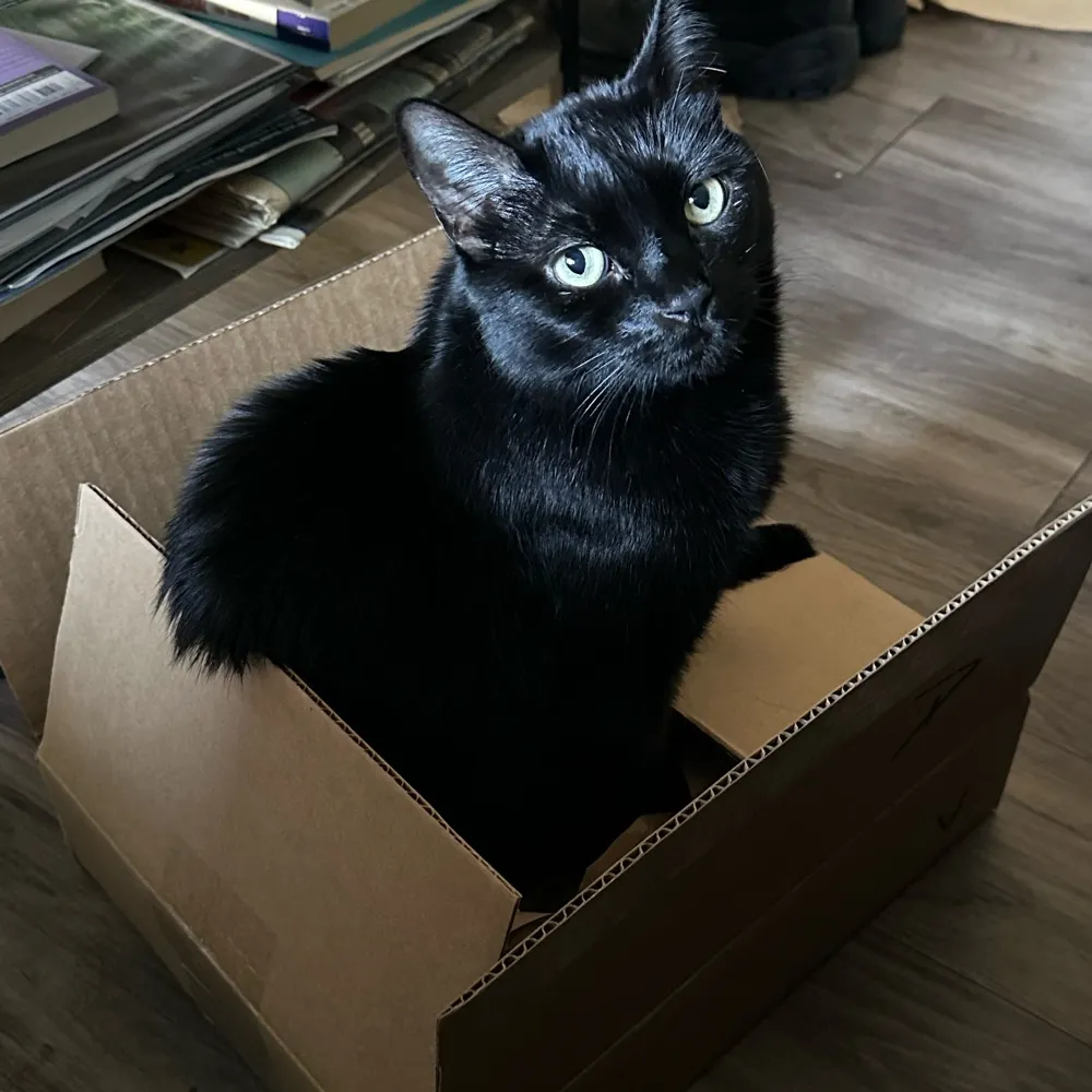 brneyedgrl.bsky.social's profile picture