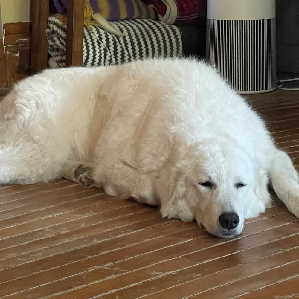 danteskips.bsky.social's profile picture