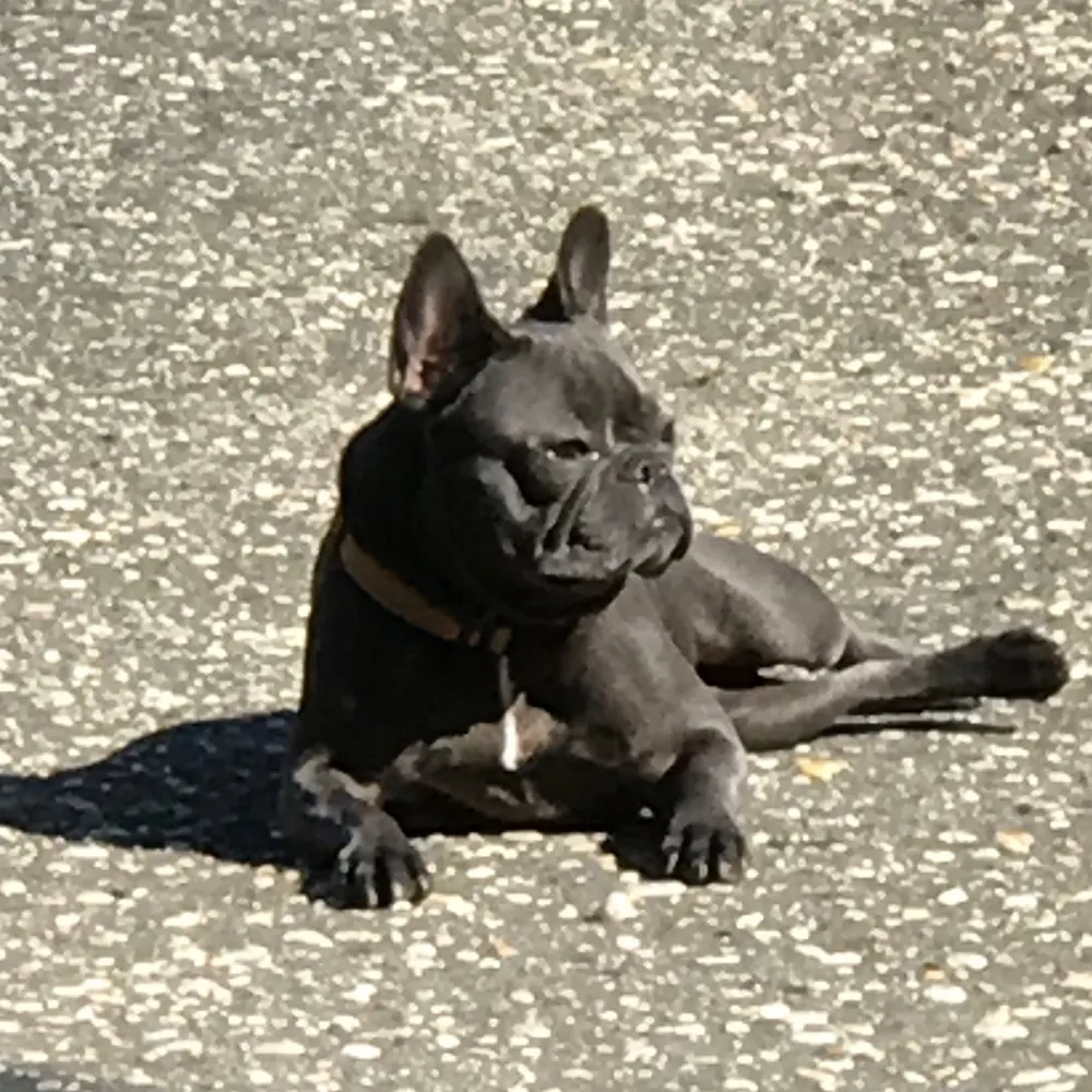 rebrafsim.bsky.social's profile picture