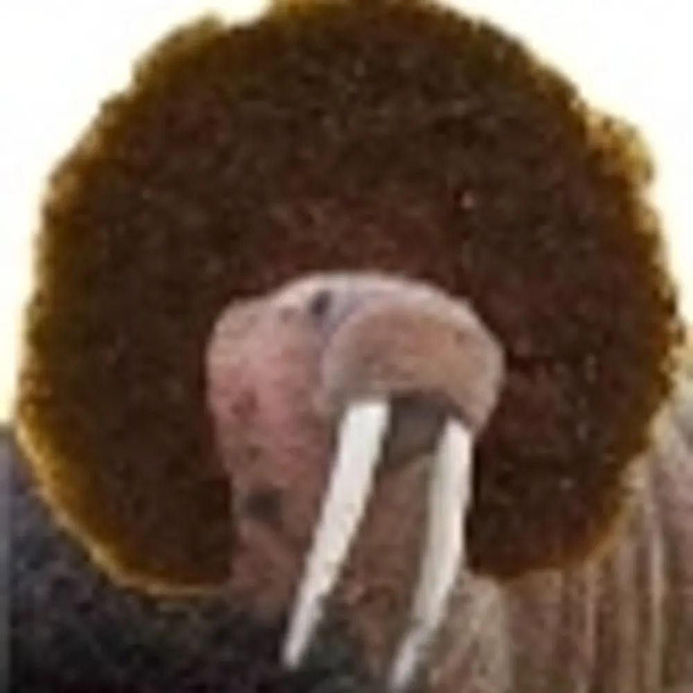 coolwalrus.bsky.social's profile picture