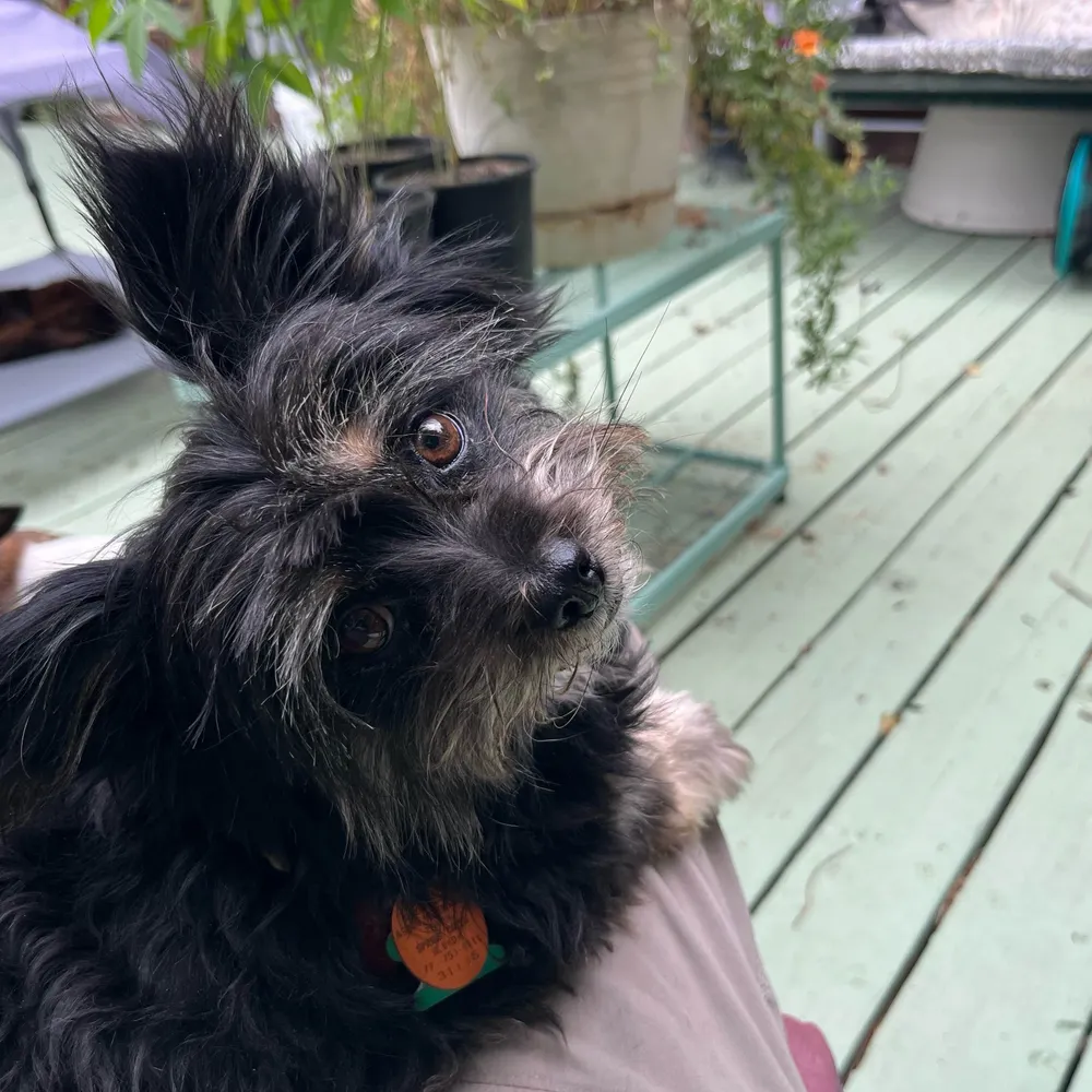 lucasaurelius.bsky.social's profile picture