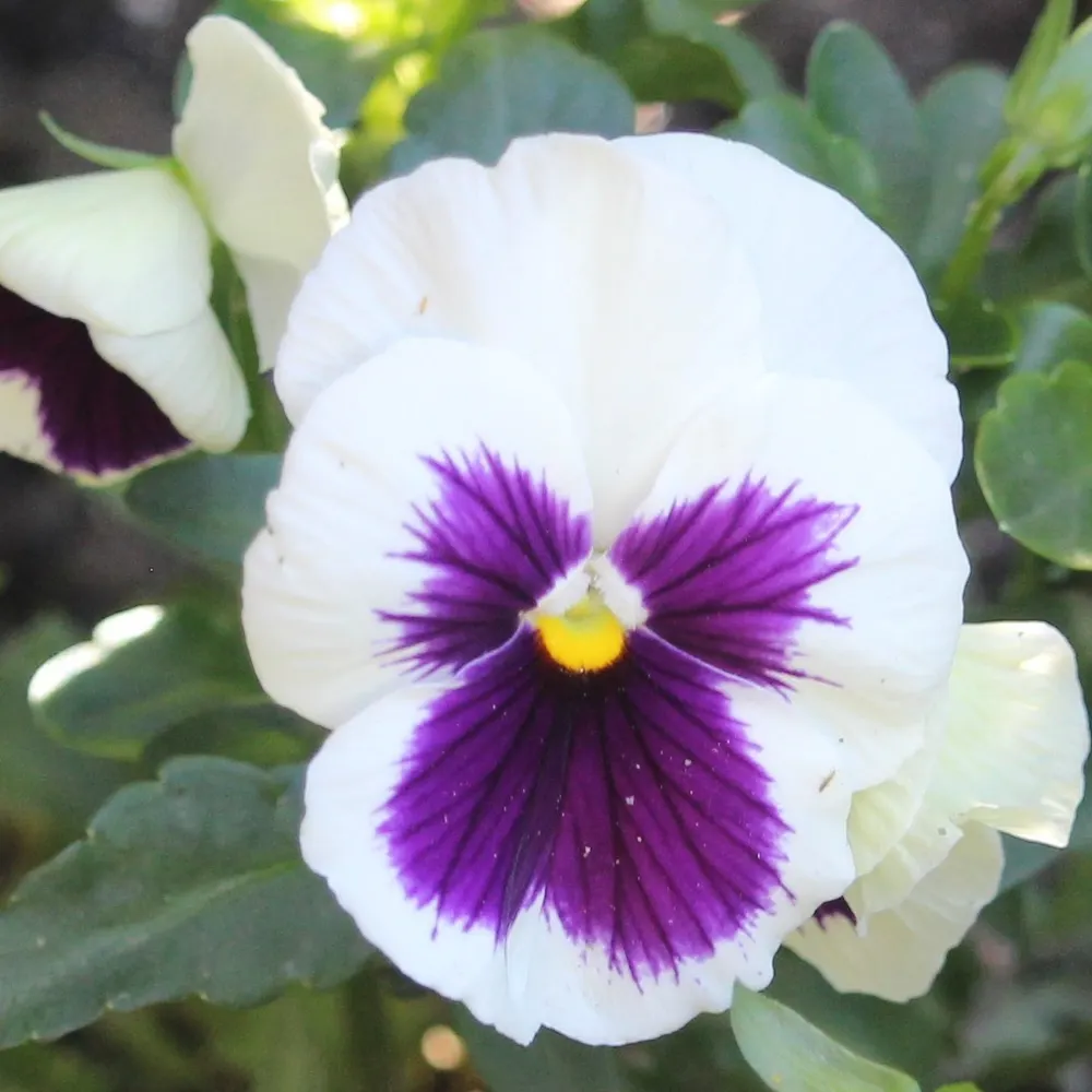 sunsong23.bsky.social's profile picture