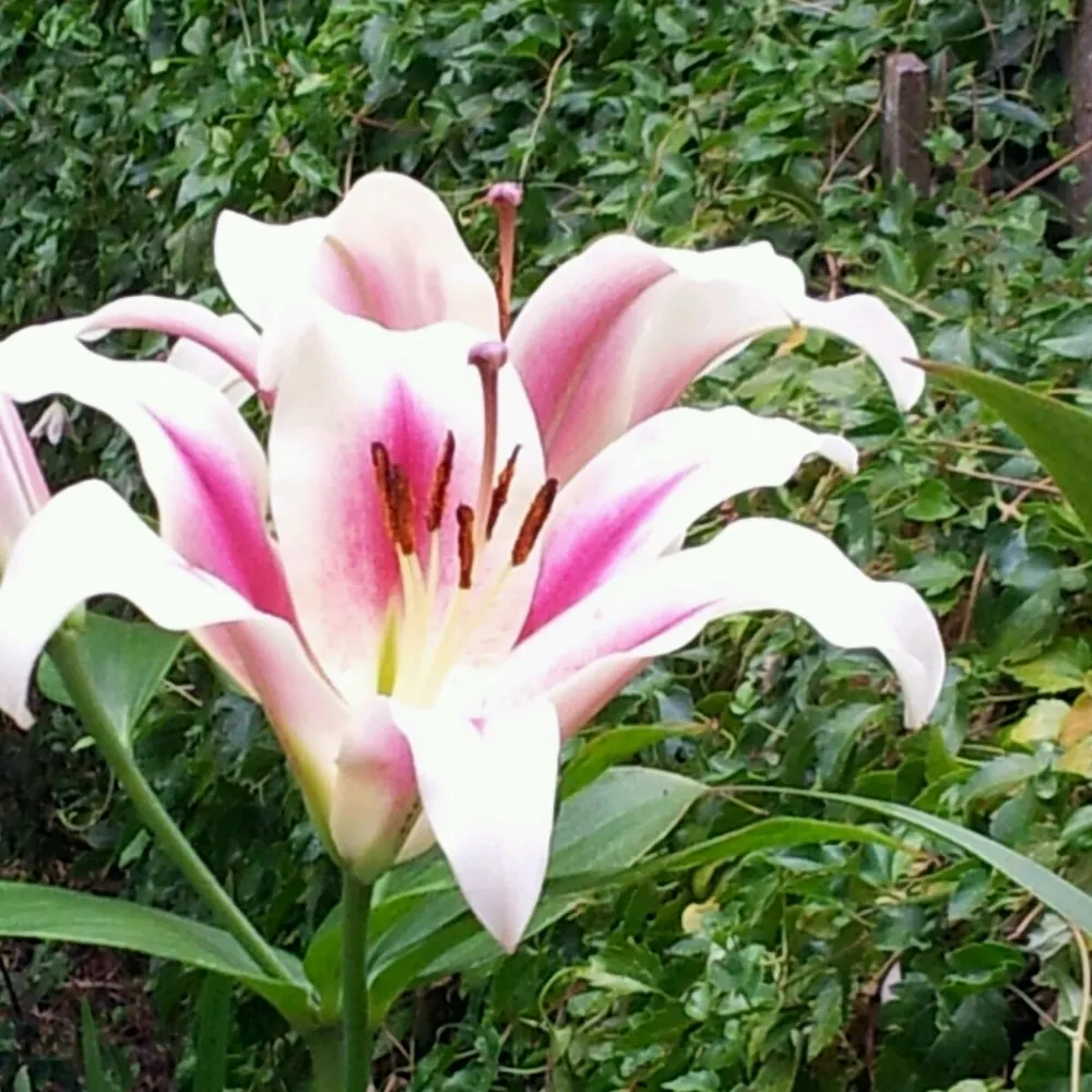 littlemisstiny.bsky.social's profile picture