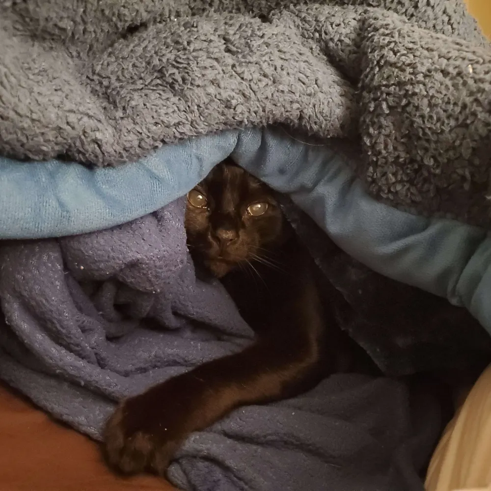 catsbetterthanmen.bsky.social's profile picture