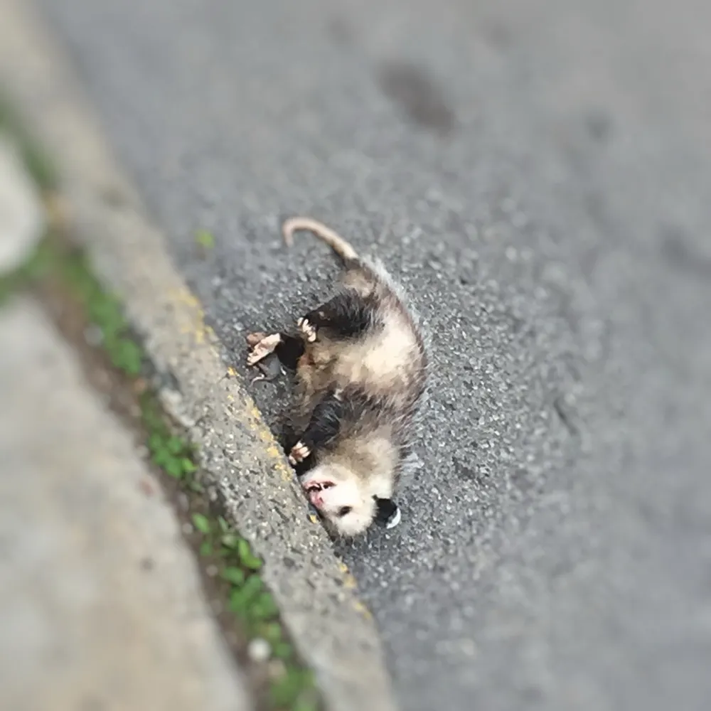 vitoarango.bsky.social's profile picture