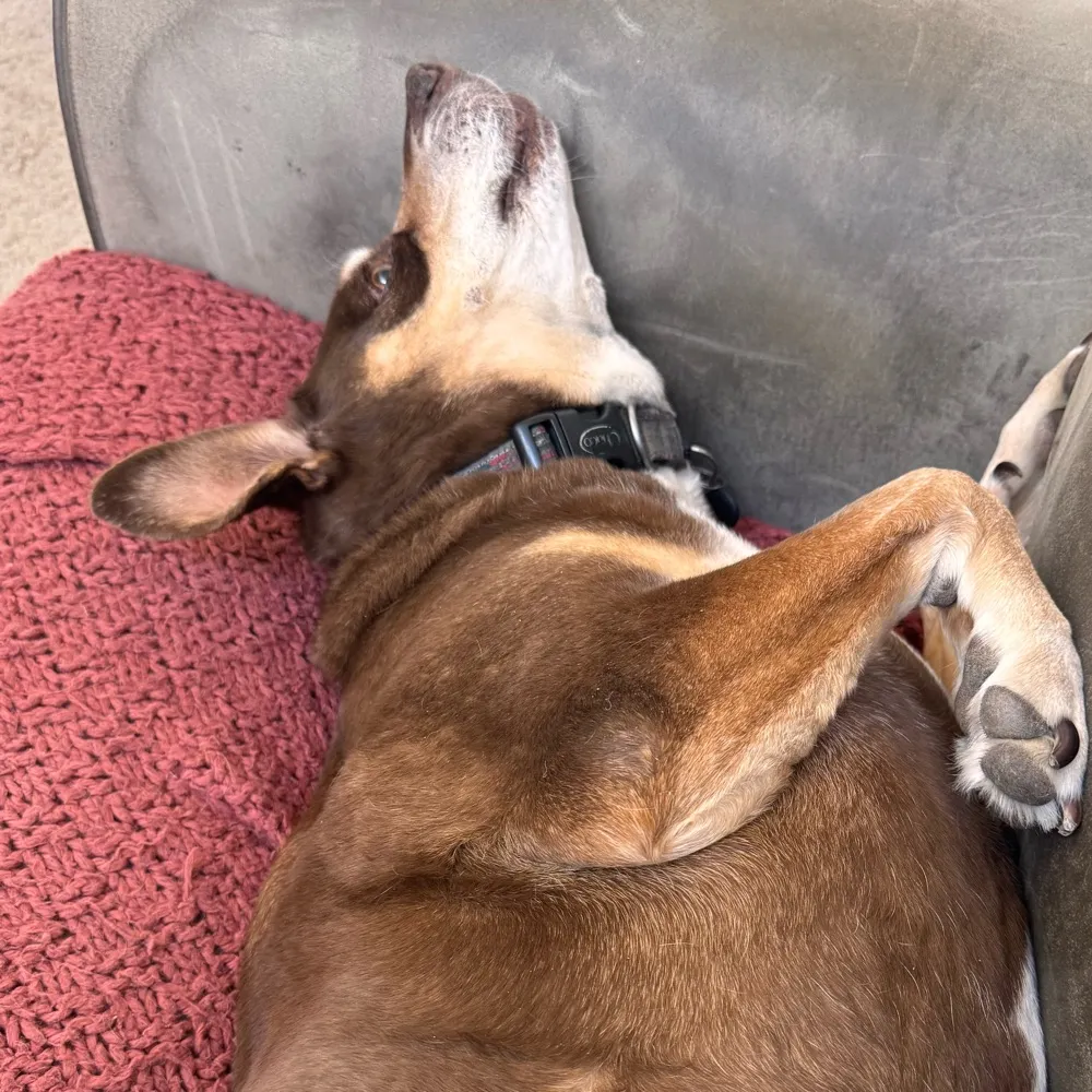 idcrook.bsky.social's profile picture