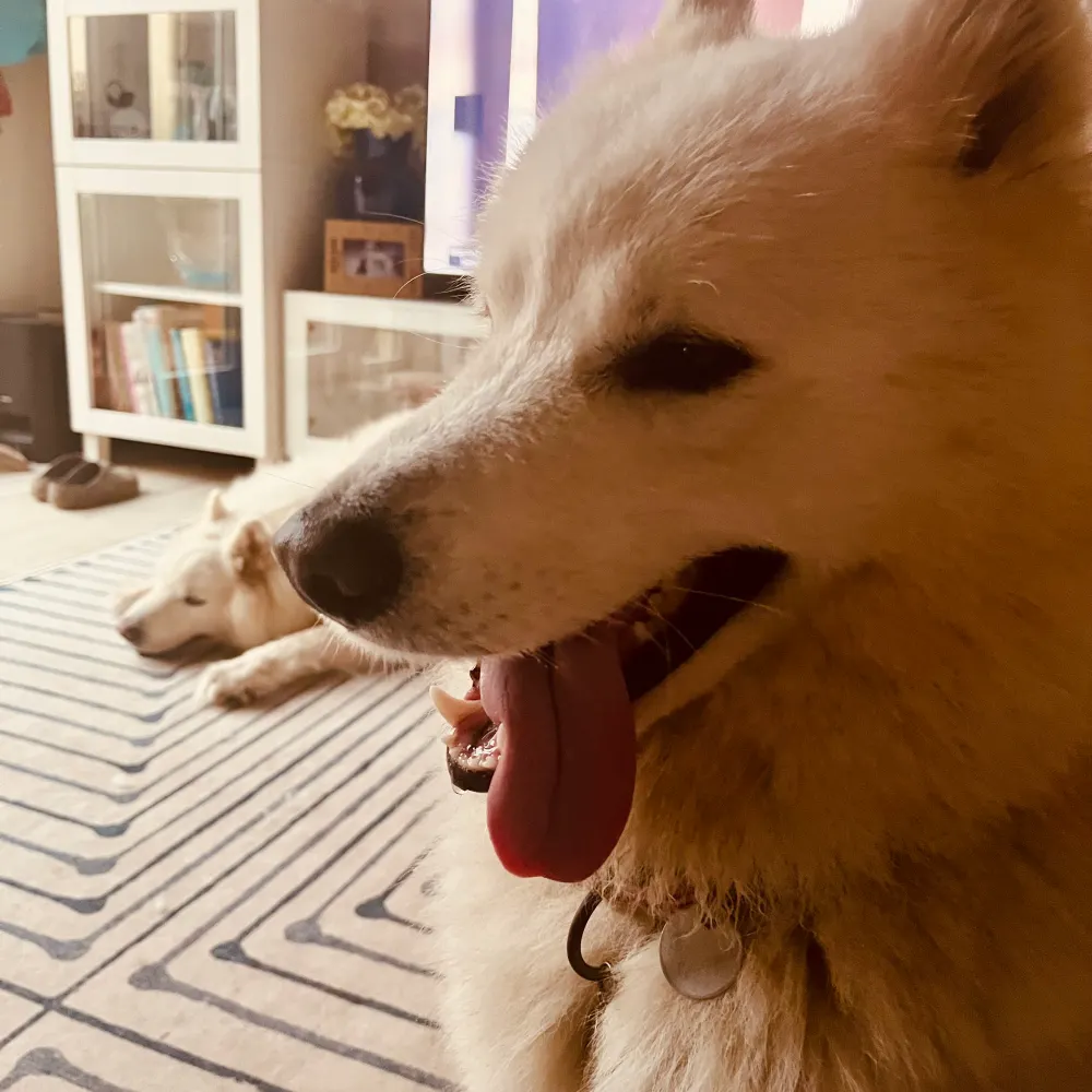 selenel.bsky.social's profile picture