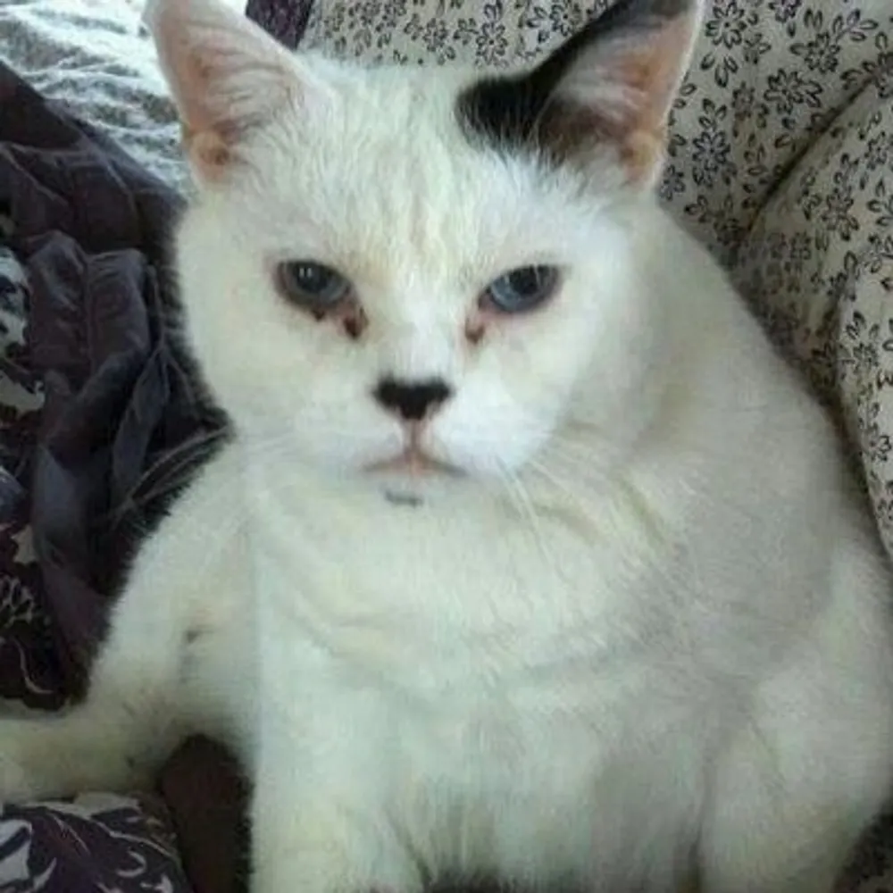 cfraase.bsky.social's profile picture