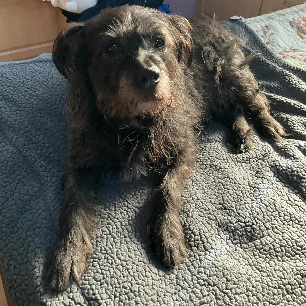 sashiblue.bsky.social's profile picture