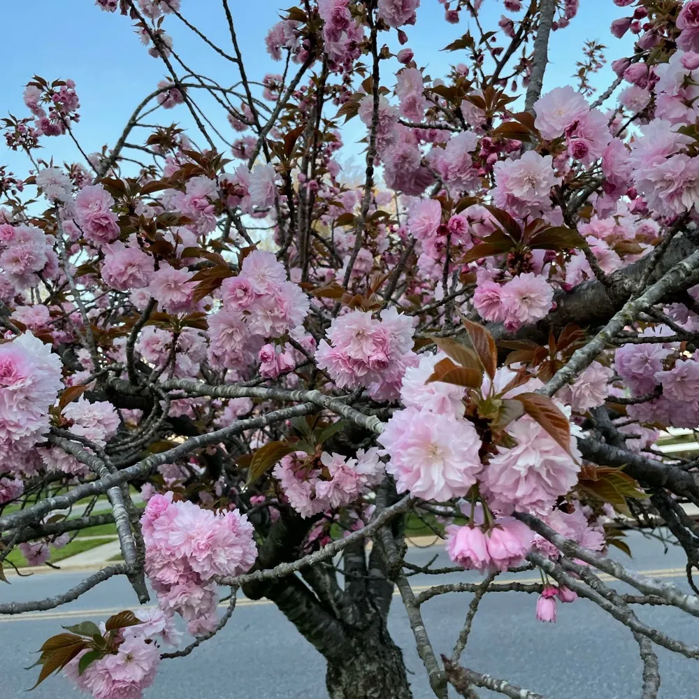 starfirecity.bsky.social's profile picture