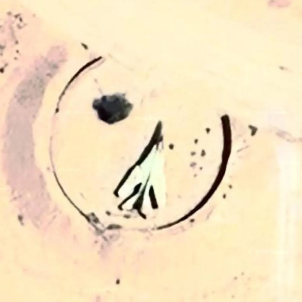 someforeignfield.bsky.social's profile picture